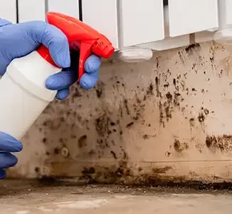 our services - mold remediation
